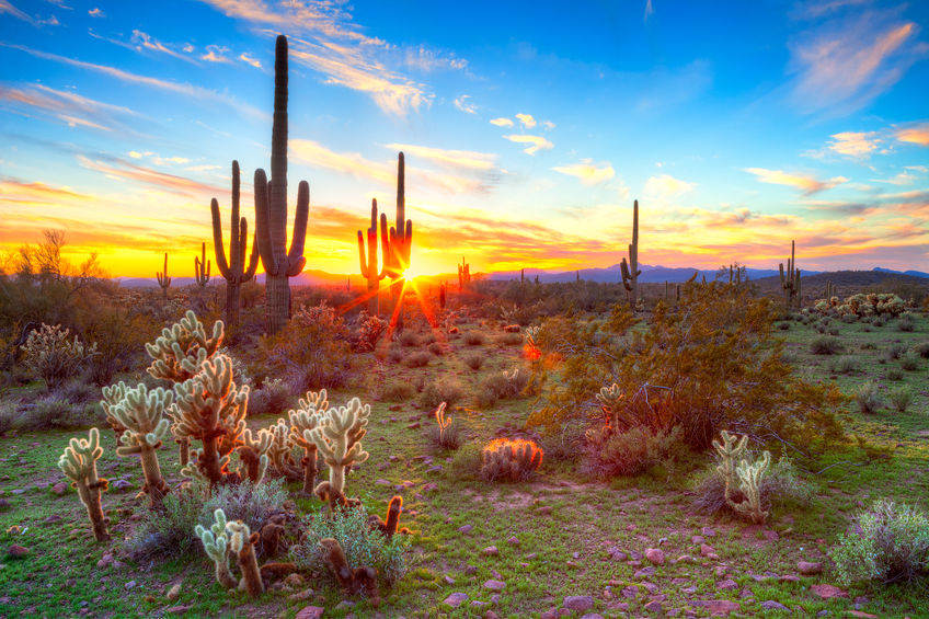 Sun is setting beetwen Saguaros, in Sonoran Desert.
