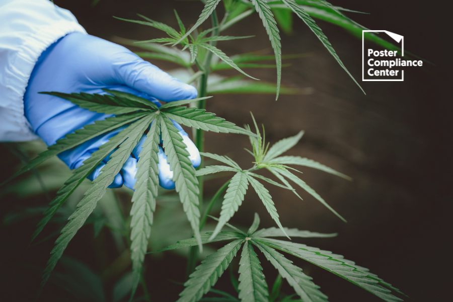 New-State-Laws-to-Protect-Recreational-Marijuana-Users-1